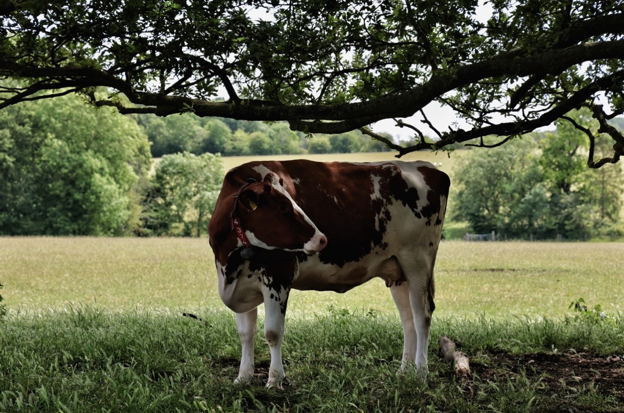 A cow standing in the shade
